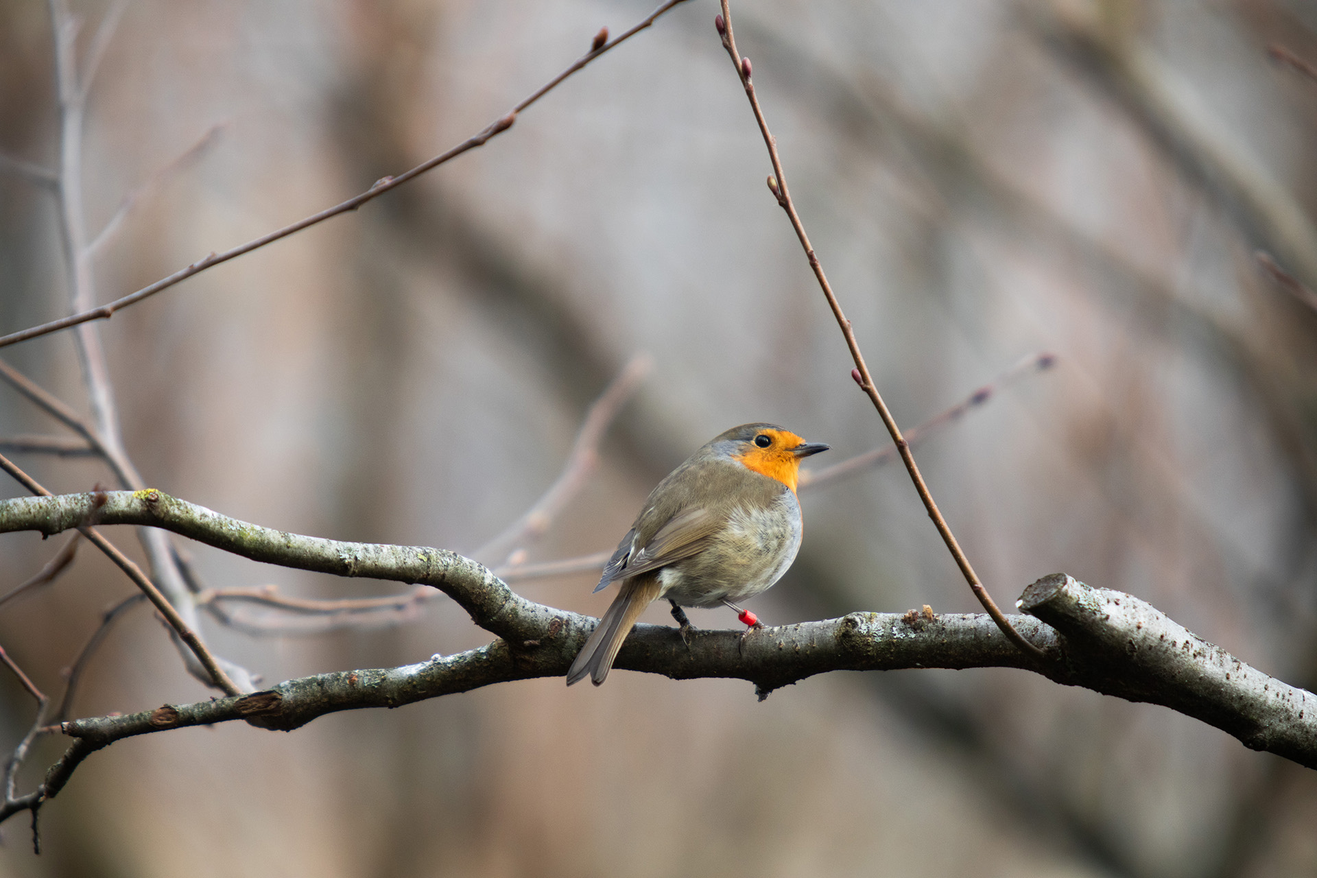 20181207_Alpen-Zoo_7701 Kopie