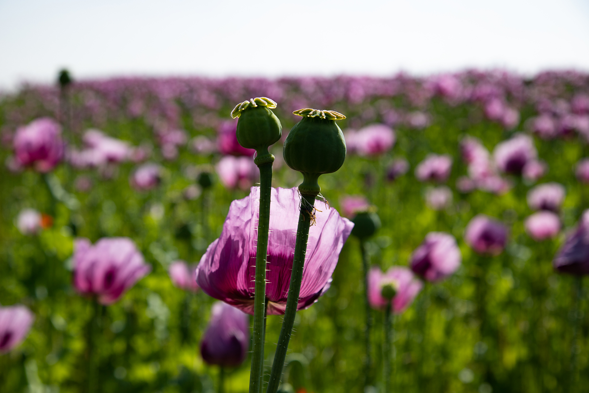 20230602_Mohnblumenfeld_3467 Kopie 2