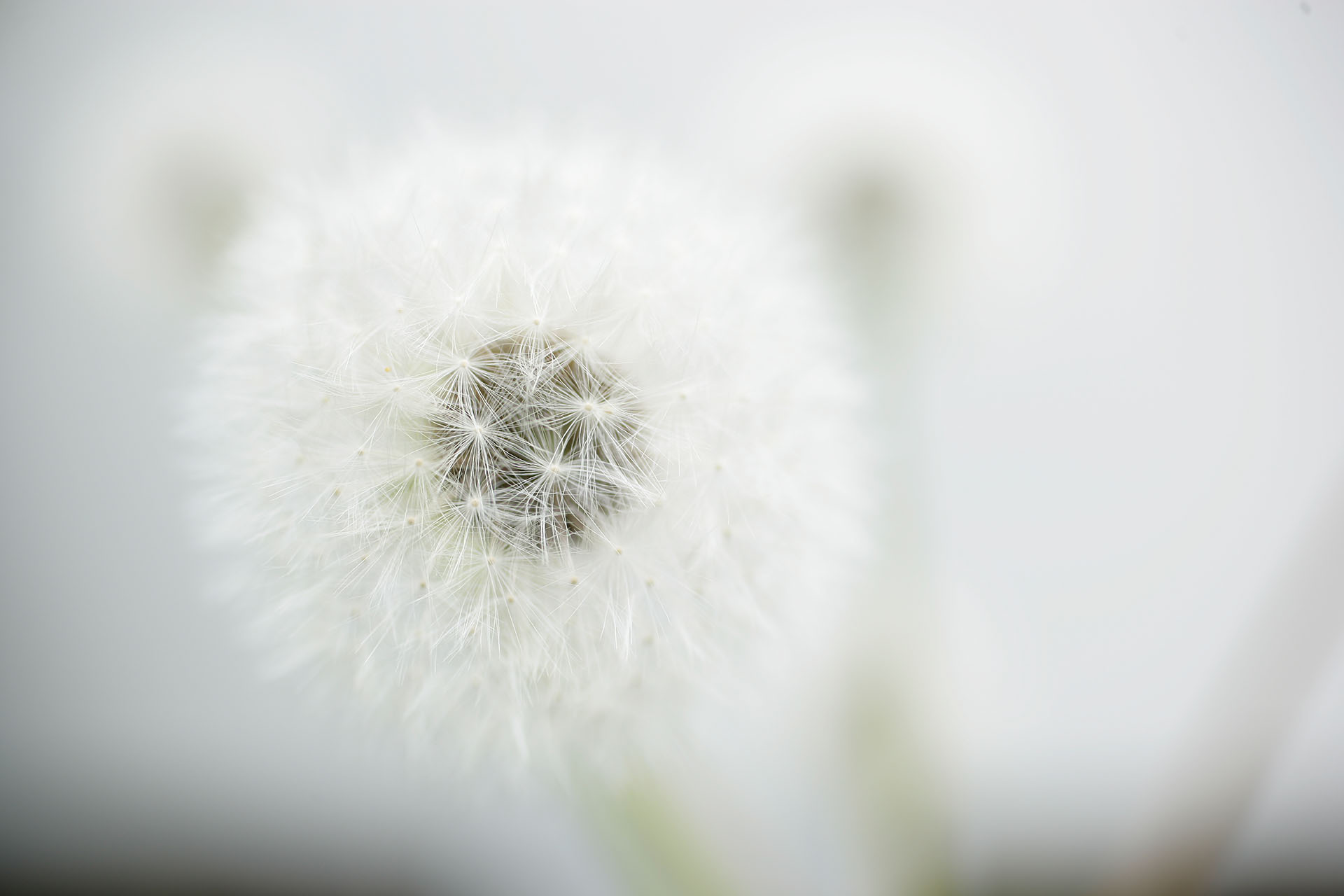 _O8Z0148_Pusteblume Kopie